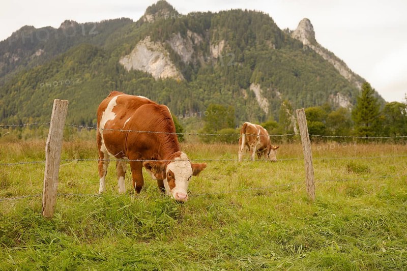 Grazing cows in the Ettaler Weidemoos, cows, cattle, livestock, agriculture, landscape conservation, pasture, moss, wetland biotope, Oberammergau, Catholic, Ammergau, Ammergau Alps, Kofel, mountain, Upper Bavaria, Garmisch-Partenkirchen, Alps, Bavaria, holiday, holiday region, active holiday, recreation, holiday, summer holiday, holiday region, Germany