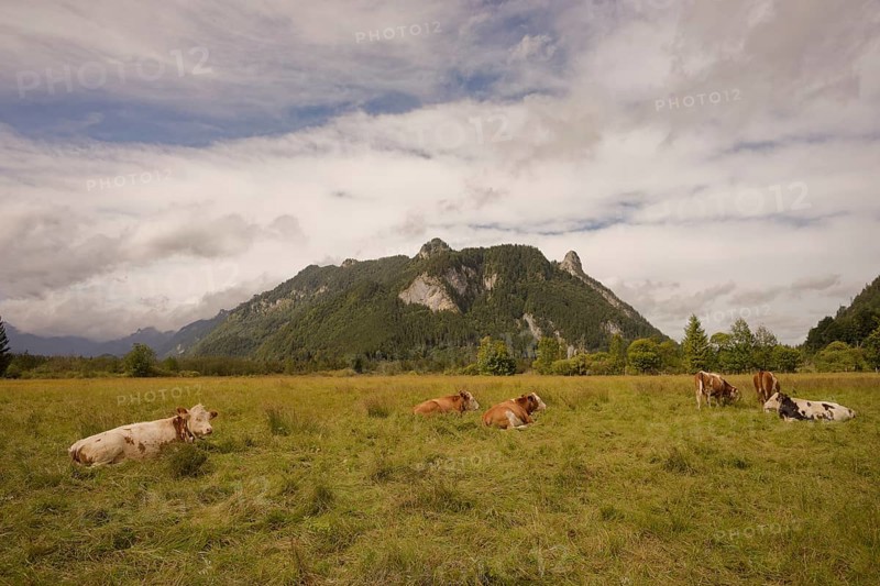 Grazing cows in the Ettaler Weidemoos, cows, cattle, livestock, agriculture, landscape conservation, pasture, moss, wetland biotope, Oberammergau, Catholic, Ammergau, Ammergau Alps, Kofel, mountain, Upper Bavaria, Garmisch-Partenkirchen, Alps, Bavaria, holiday, holiday region, active holiday, recreation, holiday, summer holiday, holiday region, Germany