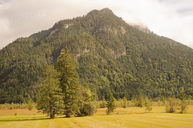 Ettaler Weidemoos, moss, wetland biotope, Oberammergau, Catholic, Ammergau, Ammergau Alps, Upper Bavaria, Garmisch-Partenkirchen, Alps, Bavaria, holiday, holiday region, active holiday, recreation, holiday, summer holiday, holiday region, Germany