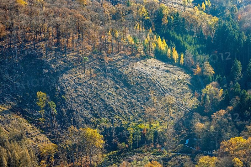 Aerial view, wild forest Voßwinkel forest area with forest damage in the district Voßwinkel in Arnsberg, Sauerland, North Rhine-Westphalia, Germany, Arnsberg, DE, Europe, forest, forestry, mixed deciduous forest, aerial view, aerial photography, aerial photography, Triftweg, drought, overview, bird's eye view, forest, forest area, forest location, forest piece, lack of water, birds-eyes view, overview