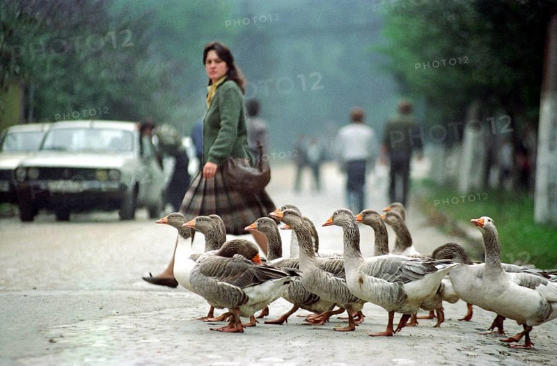 Romania, Jui Valley, 17.09.1991 Scene in a mining region. A girl and a flock of geese cross the street