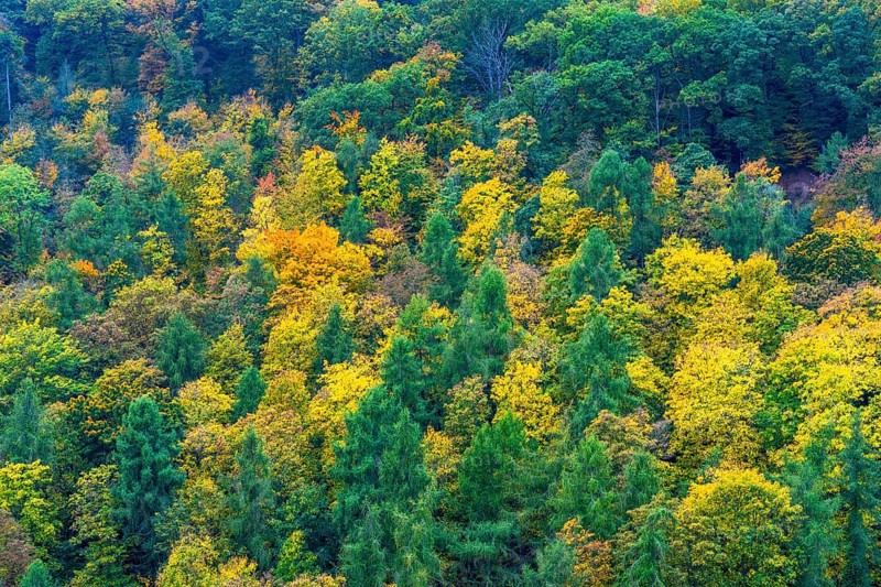 Colorful leaves, forest trees in autumn colors, in a vineyard near Mayschoß, Mittelahr region, Rhineland-Palatinate