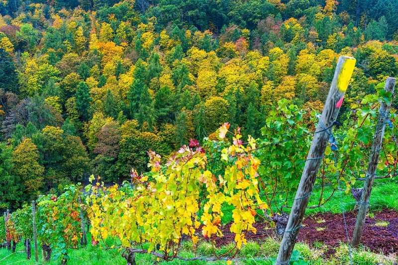 Colourful vine leaves, vine leaves in autumn, after the grape grape harvest, forest trees in autumn colors, in a vineyard near Mayschoß, Mittelahr region, Rhineland-Palatinate