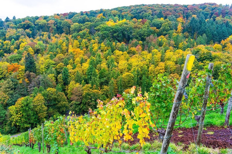 Colourful vine leaves, vine leaves in autumn, after the grape grape harvest, forest trees in autumn colors, in a vineyard near Mayschoß, Mittelahr region, Rhineland-Palatinate