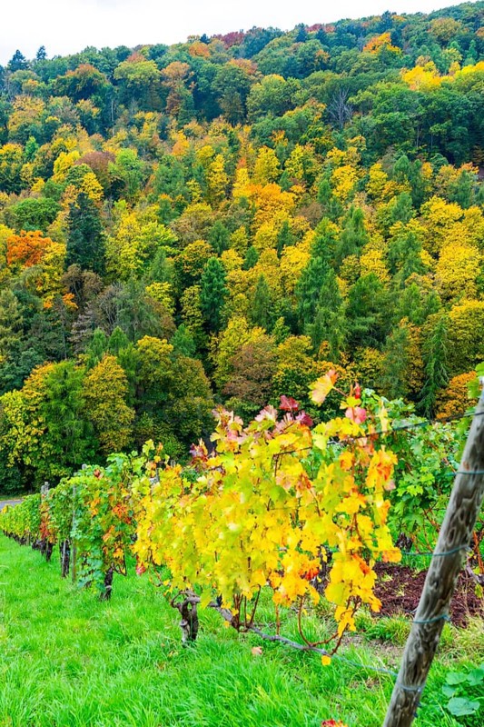 Colourful vine leaves, vine leaves in autumn, after the grape grape harvest, forest trees in autumn colors, in a vineyard near Mayschoß, Mittelahr region, Rhineland-Palatinate