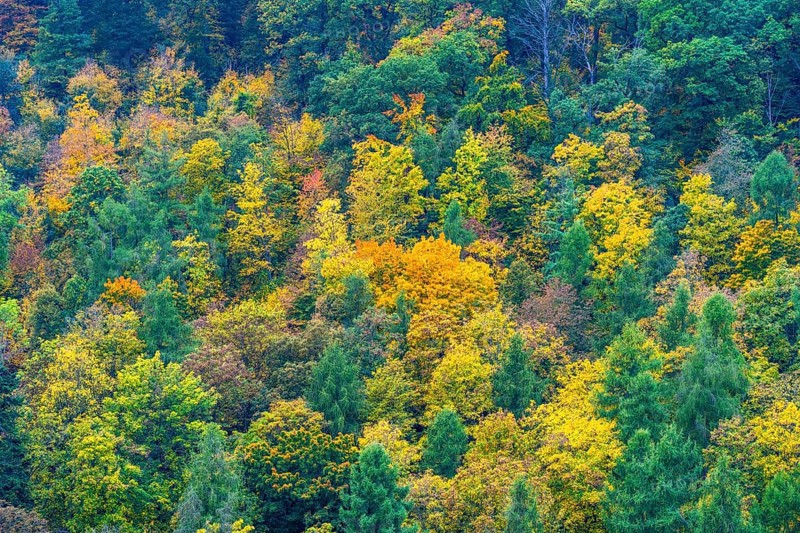 Colorful leaves, forest trees in autumn colors, in a vineyard near Mayschoß, Mittelahr region, Rhineland-Palatinate