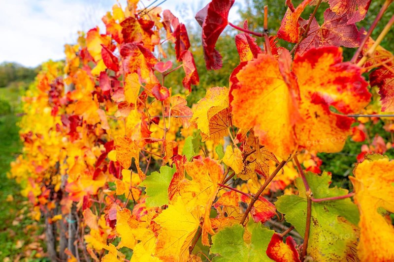 Colourful vine leaves, vine leaves in autumn, after the grape grape harvest, harvest, in a vineyard near Mayschoß, Mittelahr region, Rhineland-Palatinate