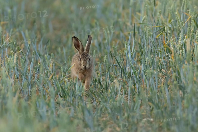 European brown hare (Lepus europaeus) juvenile baby leveret animal running in a farmland wheat field in summer, England, United Kingdom