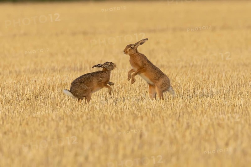 European brown hare (Lepus europaeus) two adult hares animals boxing in a farmland stubble field in summer, England, United Kingdom