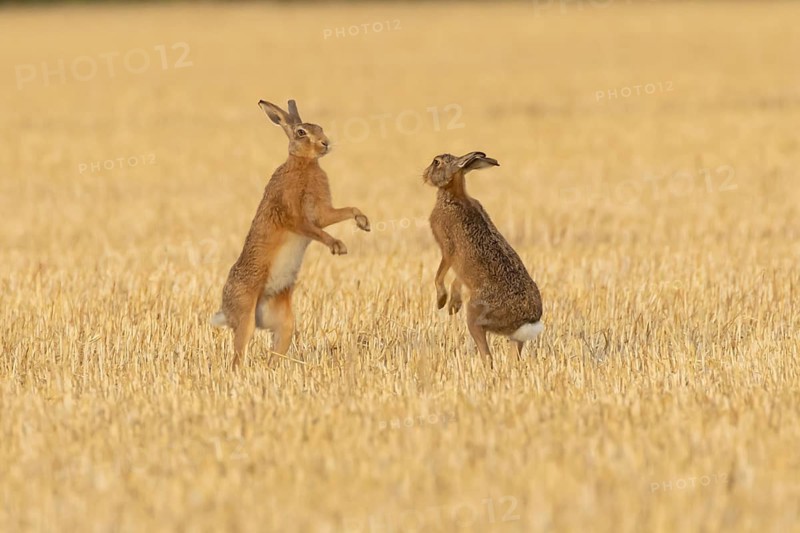 European brown hare (Lepus europaeus) two adult hares animals boxing in a farmland stubble field in summer, England, United Kingdom