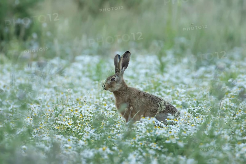 European brown hare (Lepus europaeus) adult animal in a farmland field in summer filled with flowering Mayweed plants, England, United Kingdom