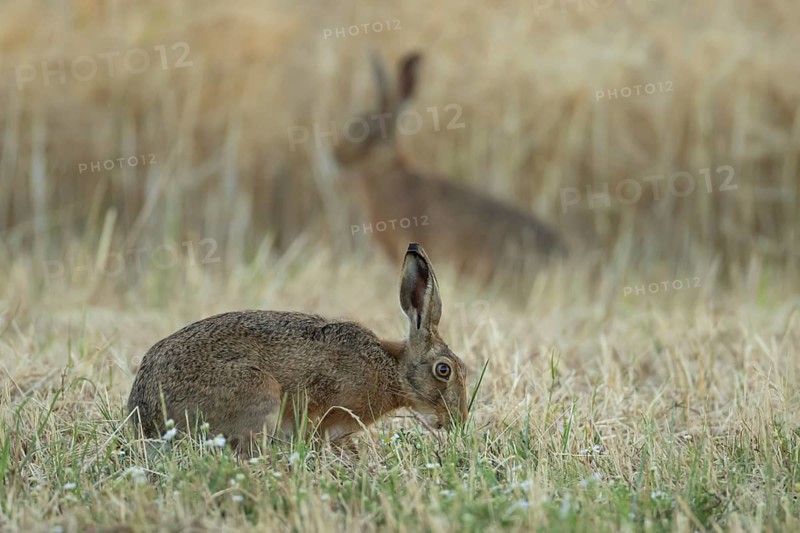 European brown hare (Lepus europaeus) adult animal in a farmland stubble field in summer, England, United Kingdom