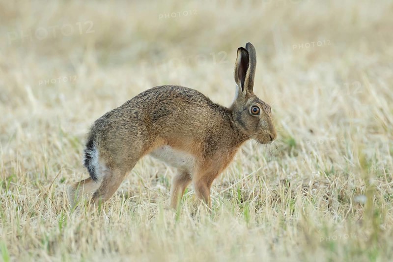 European brown hare (Lepus europaeus) adult animal stretching in a farmland stubble field in summer, England, United Kingdom