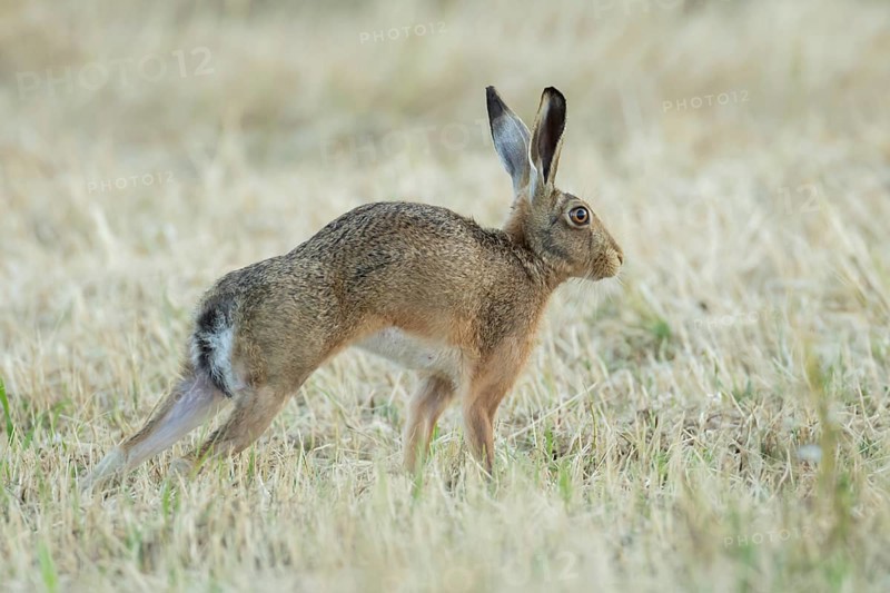 European brown hare (Lepus europaeus) adult animal stretching in a farmland stubble field in summer, England, United Kingdom