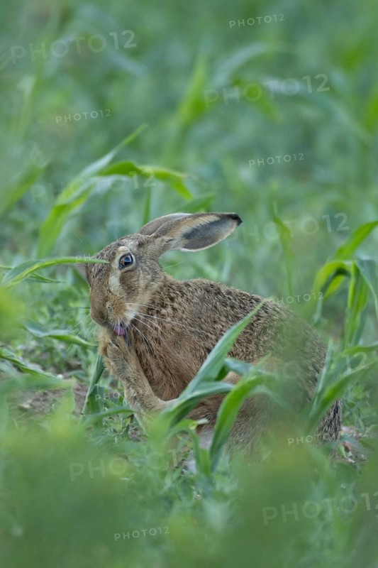 European brown hare (Lepus europaeus) adult animal washing its foot in a farmland maize field in summer, England, United Kingdom