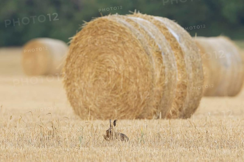 European brown hare (Lepus europaeus) adult animal washing itself in a farmland stubble field in summer, England, United Kingdom