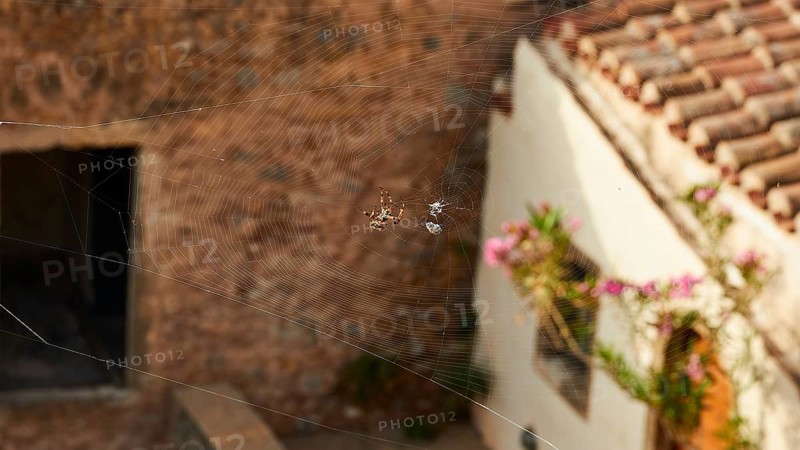 Spider web with spider in front of a rustic house with bricks and flowers, Monemvasia, Monemvassia, Malvasy, Byzantine small town, rocky island, fortress, Laconia, Peloponnese, peninsula, Greece