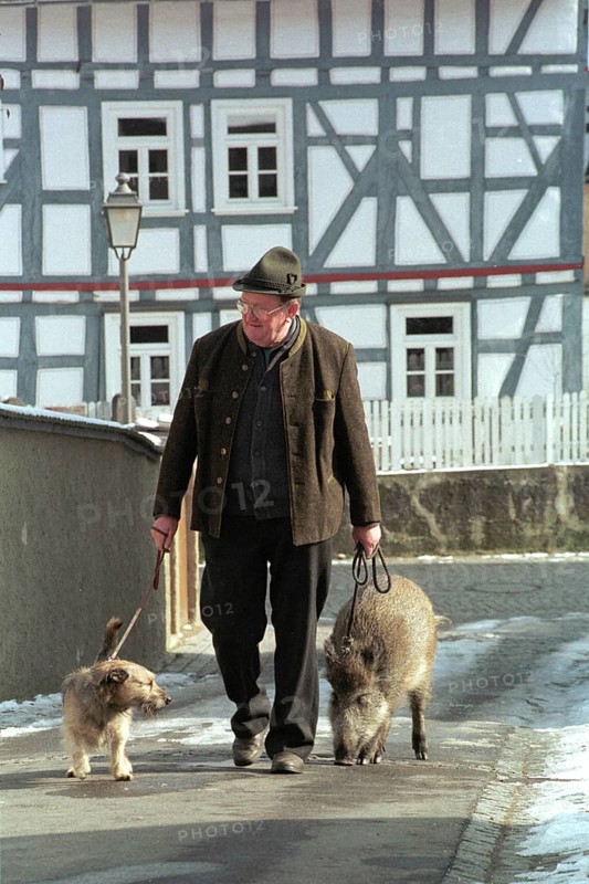 DEU, Bad Soden, 04.07.1994 -- A man walks on a leash with dog and domestic wild boar. (pig, wild boar, half-timbered house) -- Â© Karsten Thielker