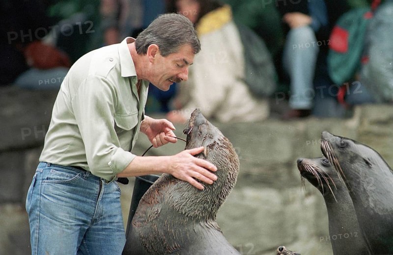 DEU, Frankfurt, 14.09.1994 -- Feeding seals in Frankfurt Zoo. (animal park, zookeeper) -- Â© Karsten Thielker