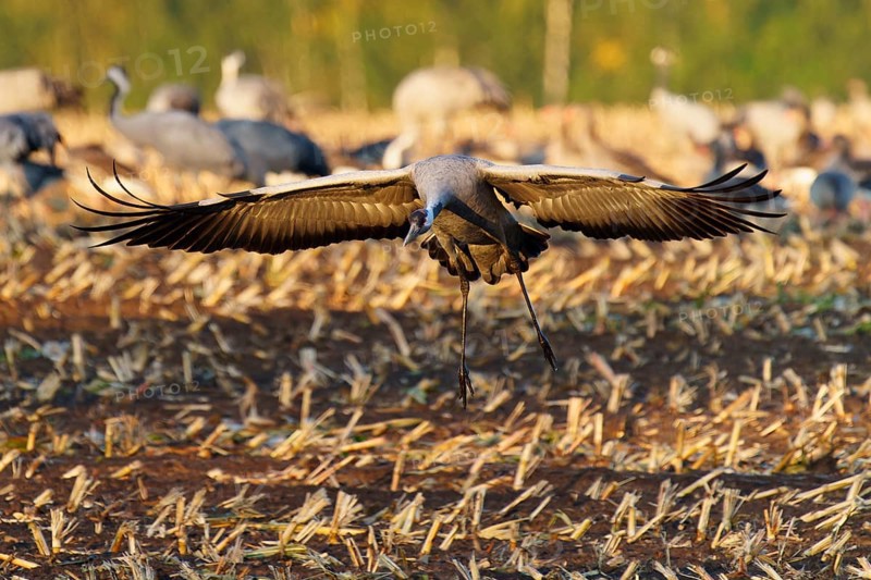 A crane lands with spread wings on a stubble field in autumn, crane (Grus grus) wildlife, Western Pomerania Lagoon Area National Park, Zingst, Mecklenburg-Western Pomerania, Germany