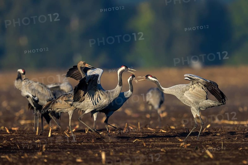 Two cranes interact in a field in a dancing pose, crane (Grus grus) wildlife, Western Pomerania Lagoon Area National Park, Zingst, Mecklenburg-Western Pomerania, Germany