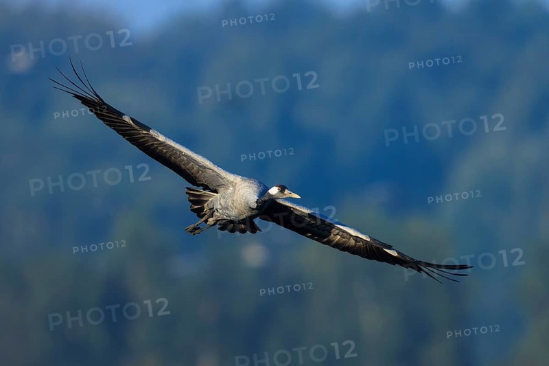 A single bird flies with wings spread over a wooded view, Crane (Grus grus) wildlife, Western Pomerania Lagoon Area National Park, Zingst, Mecklenburg-Western Pomerania, Germany