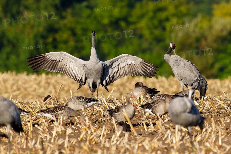 Cranes in a mowed field, one has spread its wings, crane (Grus grus) wildlife, Western Pomerania Lagoon Area National Park, Zingst, Mecklenburg-Western Pomerania, Germany