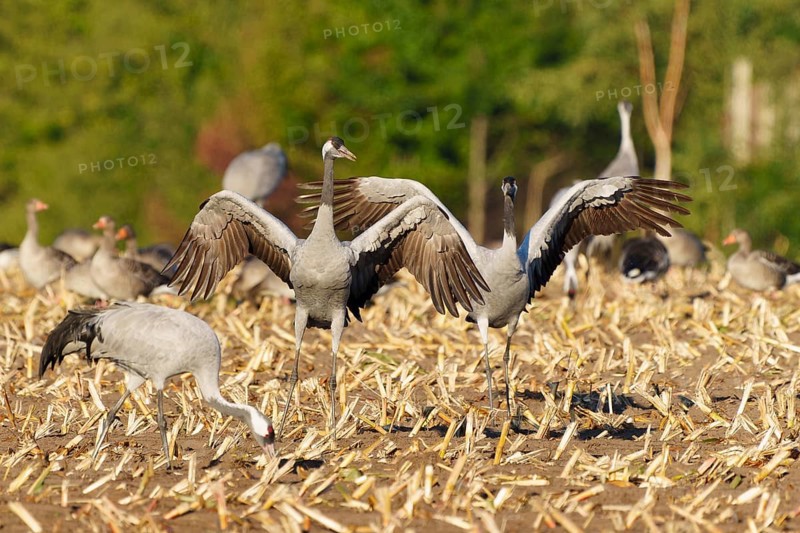 Cranes in a field, two presenting their wings in unison, crane (Grus grus) wildlife, Western Pomerania Lagoon Area National Park, Zingst, Mecklenburg-Western Pomerania, Germany