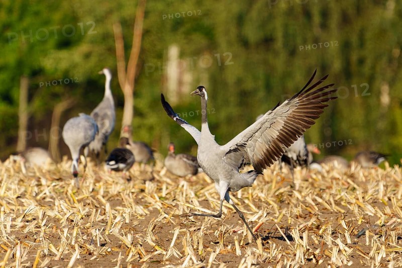 A crane runs across a field with wings spread out, Crane (Grus grus) wildlife, Western Pomerania Lagoon Area National Park, Zingst, Mecklenburg-Western Pomerania, Germany