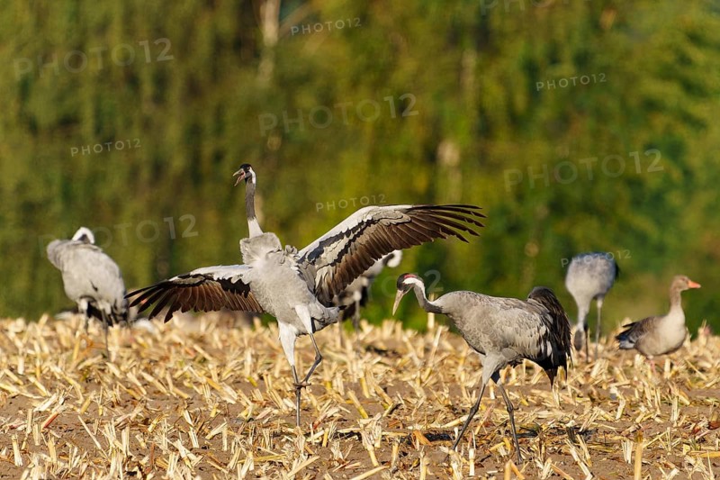 Crane lands with outstretched wings in a mowed field, crane (Grus grus) wildlife, Western Pomerania Lagoon Area National Park, Zingst, Mecklenburg-Western Pomerania, Germany
