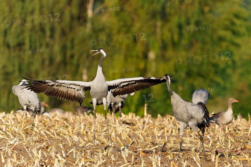A crane in a field showing its wide-stretched wings, Crane (Grus grus) wildlife, Western Pomerania Lagoon Area National Park, Zingst, Mecklenburg-Western Pomerania, Germany