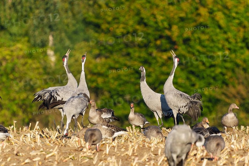 Cranes and geese in a field, cranes calling with their heads raised, crane (Grus grus) wildlife, Western Pomerania Lagoon Area National Park, Zingst, Mecklenburg-Western Pomerania, Germany