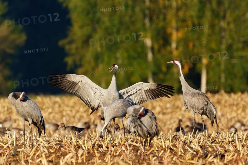 Cranes in dynamic pose on a golden field in sunlight, crane (Grus grus) wildlife, Western Pomerania Lagoon Area National Park, Zingst, Mecklenburg-Western Pomerania, Germany