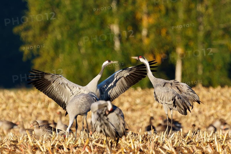 Cranes in flight position in a field with trees, crane (Grus grus) wildlife, Western Pomerania Lagoon Area National Park, Zingst, Mecklenburg-Western Pomerania, Germany