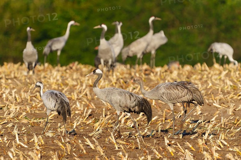 Several cranes run across a harvested field with green background, crane (Grus grus) wildlife, Western Pomerania Lagoon Area National Park, Zingst, Mecklenburg-Western Pomerania, Germany