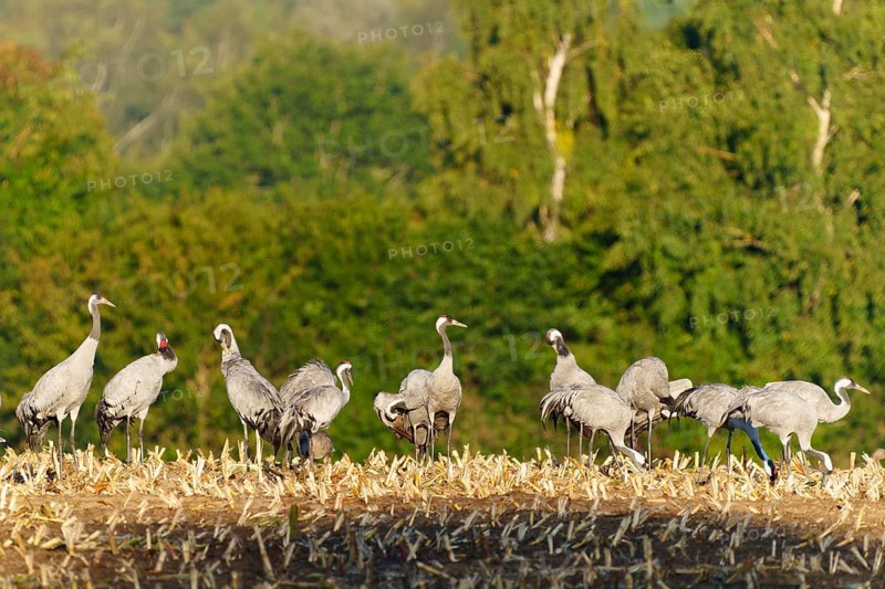 Flock of cranes on a harvested field in front of green, crane (Grus grus) wildlife, Western Pomerania Lagoon Area National Park, Zingst, Mecklenburg-Western Pomerania, Germany