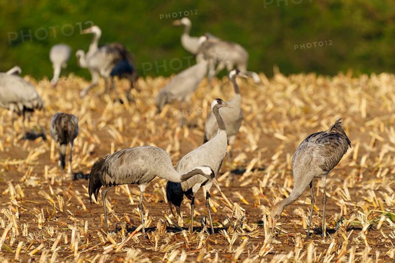 Cranes searching for food in an autumnal field, crane (Grus grus) wildlife, Western Pomerania Lagoon Area National Park, Zingst, Mecklenburg-Western Pomerania, Germany
