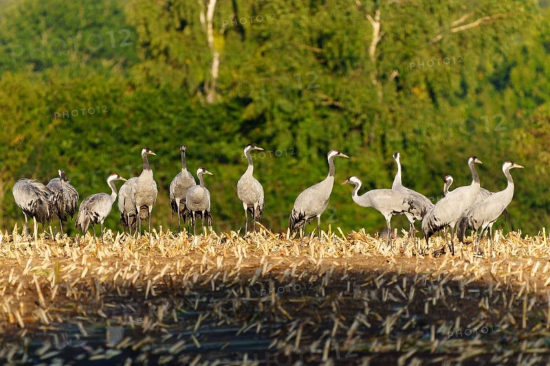 Group of cranes in a field with trees in the background, crane (Grus grus) wildlife, Western Pomerania Lagoon Area National Park, Zingst, Mecklenburg-Western Pomerania, Germany