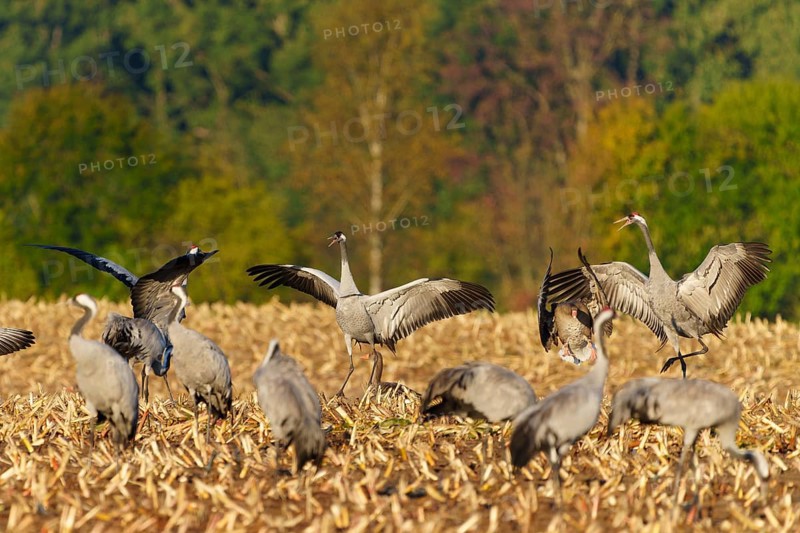 Cranes with spread wings in a field in an autumn landscape, crane (Grus grus) wildlife, Western Pomerania Lagoon Area National Park, Zingst, Mecklenburg-Western Pomerania, Germany