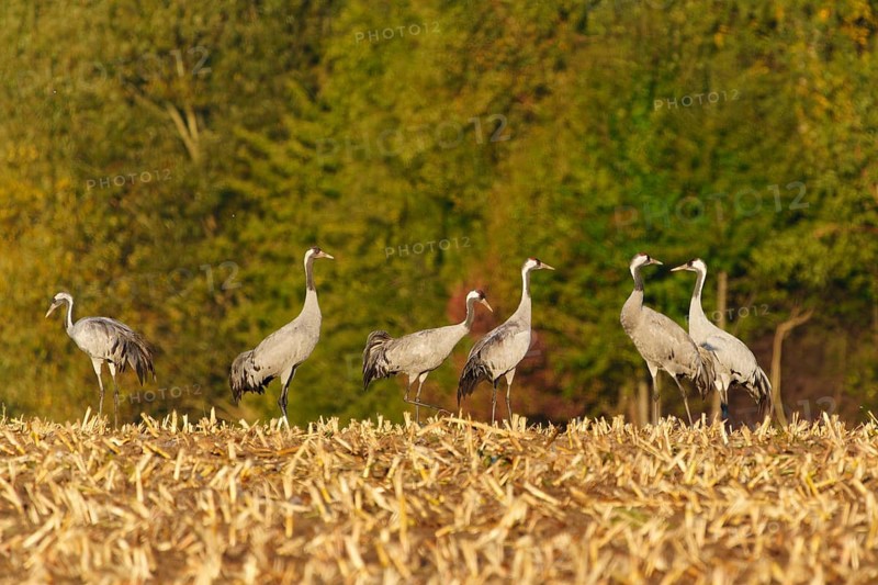 Crane group standing on a stubble field in front of a forest in autumn, crane (Grus grus) wildlife, Western Pomerania Lagoon Area National Park, Zingst, Mecklenburg-Western Pomerania, Germany