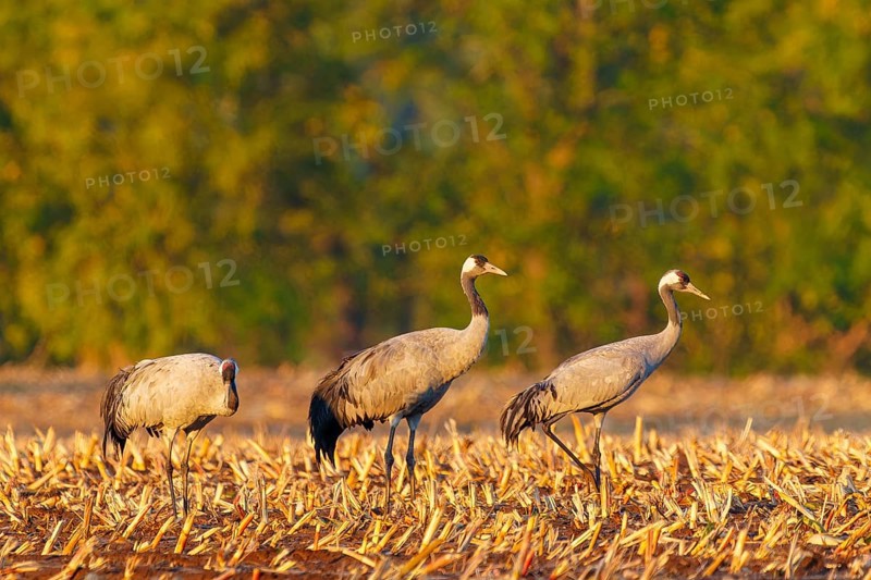 Three cranes stand quietly in an autumnal field, Crane (Grus grus) wildlife, Western Pomerania Lagoon Area National Park, Zingst, Mecklenburg-Western Pomerania, Germany