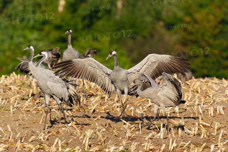 Cranes in a mowed field with spread wings in a natural environment, crane (Grus grus) wildlife, Western Pomerania Lagoon Area National Park, Zingst, Mecklenburg-Western Pomerania, Germany