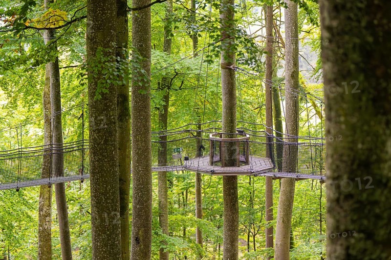 Round platform in the treetops, connected by a suspension rope path, Treewalk, Affenberg Salem, Bodenseekreis, Germany