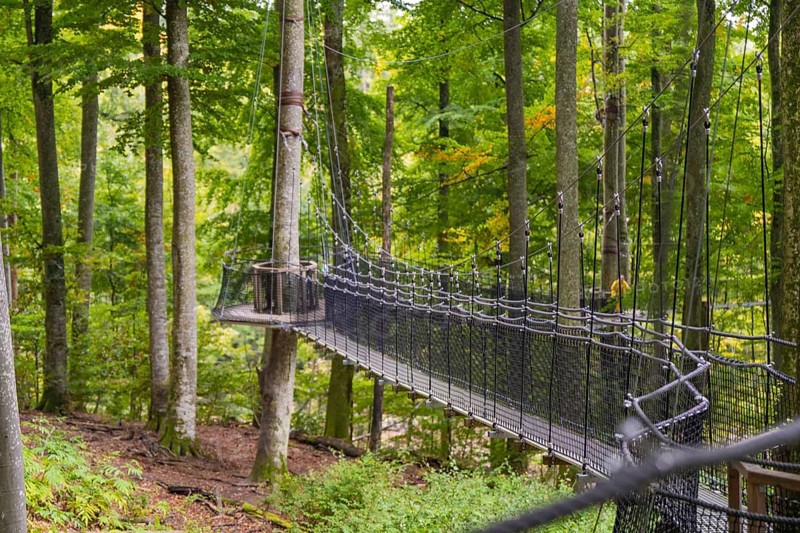 Hanging rope bridge in the forest surrounded by tall green trees, Treewalk, Affenberg Salem, Bodenseekreis, Germany