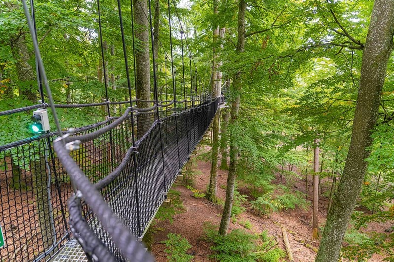 Hanging rope bridge in the forest with ropes leading through the treetops, Treewalk, Affenberg Salem, Bodenseekreis, Germany