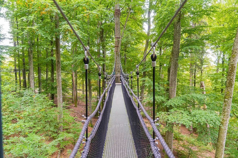 Long treetop trail in a dense forest, Treewalk, Affenberg Salem, Bodenseekreis, Germany