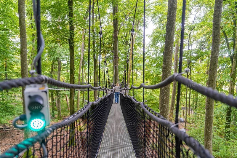 Narrow treetop path between trees in the forest, Treewalk, Affenberg Salem, Bodenseekreis, Germany