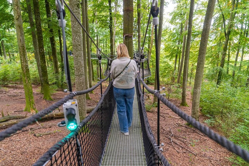 Woman walking on a treetop path through the forest, Treewalk, Affenberg Salem, Bodenseekreis, Germany