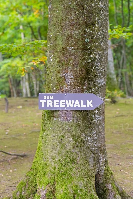 Guide to a treetop trail in the forest, Treewalk, Affenberg Salem, Bodenseekreis, Germany