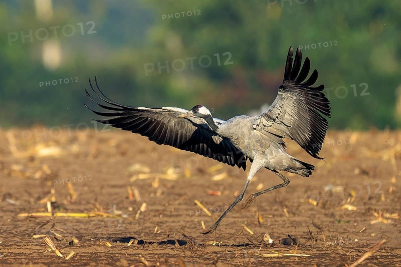 Crane landing in a field against a wooded background, crane (Grus grus) wildlife, Western Pomerania Lagoon Area National Park, Zingst, Mecklenburg-Western Pomerania, Germany